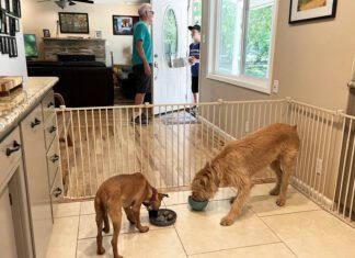 How To Use a Dog Gate: Turn Chaos Into a Calmer, Safer Home A dog gate can keep your dogs confined without the need for a crate or a kennel.