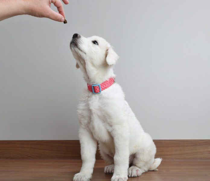 Great Pyrenees dog puppy begging for treat The best training treats for puppies are truly rewarding.