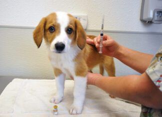 What Is the DHPP Vaccine for Dogs?