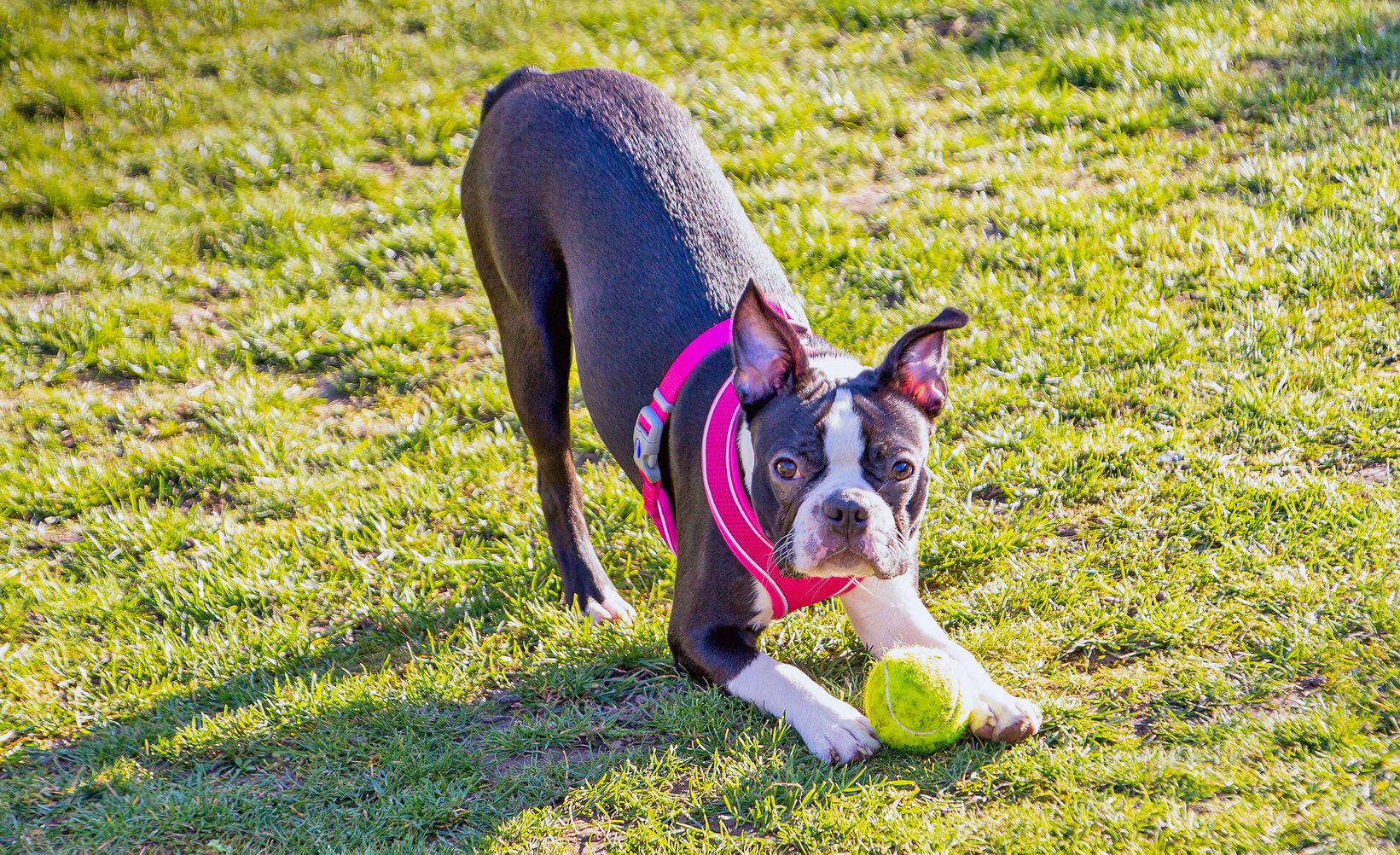 Dog Play Bow Position Dog Play Bow Position