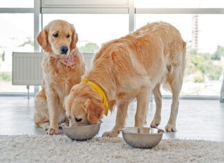 Golden retriever eating from another dog's bowl