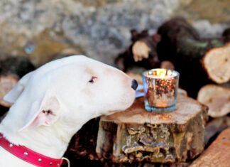 Irritants in your home can cause bronchitis in dogs.