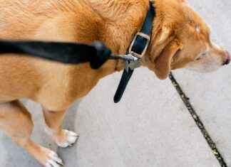 Dog squatting on the sidewalk.