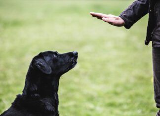 How To Train a Deaf Dog A black labrador retriever pays close attention to its owner's hand command.
