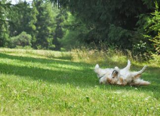 Why Do Dogs Roll on Their Backs?