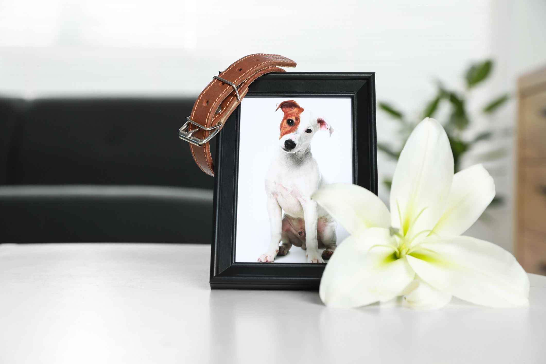 Personalised Dog Memorial Photo Album - Kenro Keepsake For Pet Loss - Custom Photo Book