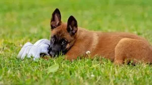Teaching a puppy to drop it can protect your possessions, and keep your puppy from swallowing something dangerous.