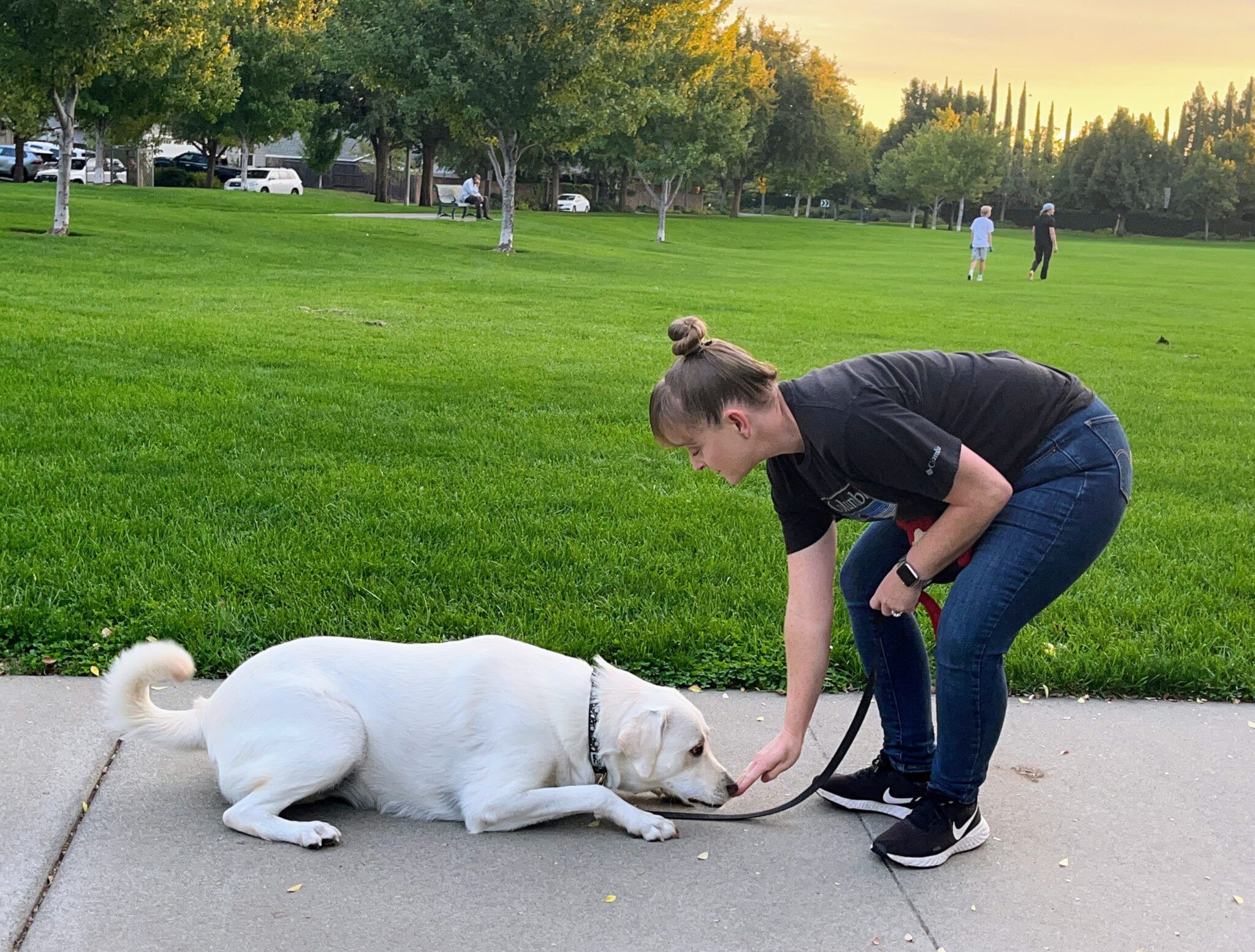 Dogcue Dog Training Basics: How to Teach a Cue - Whole Dog Journal
