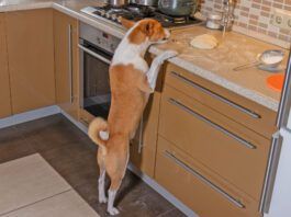 Pancreatitis in dogs can be caused by the ingestion of high fat foods like butter.