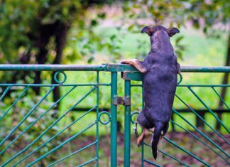 Do Dogs Have Periods? Dog jumpimg over the fence or net. Dog exercise. Spring day