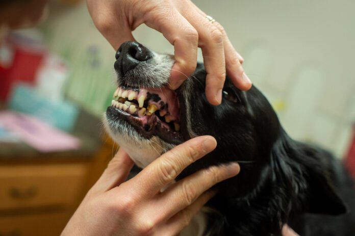 Vet checking a dog's teeth A Border Collie gets its teeth examined at the veterinarian. The dog's teeth are not in good condition.