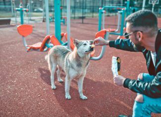 What Seasonings Can Dogs Have? Male Feeding Stray Dog While Eating Chips On Outdoor Gym