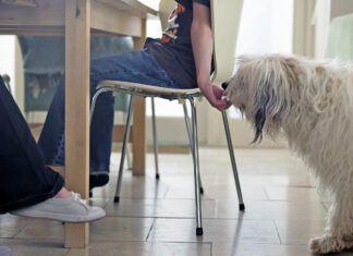 Boy sneaking dog food from the table