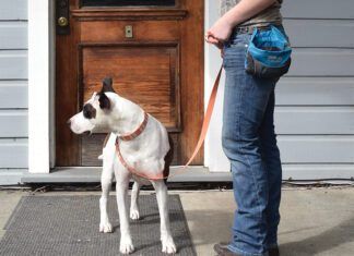 A dog owner next to their dog wearing a treat pouch.