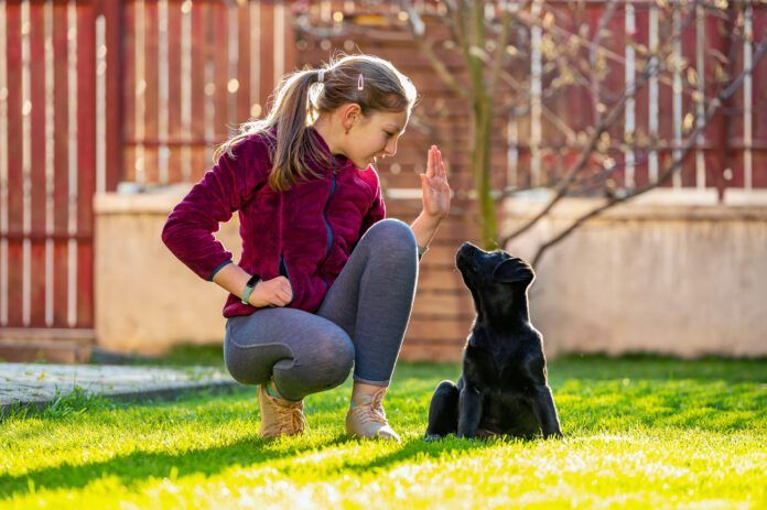 Girl training her black labrador puppy in backyard 12 years old girl in backyard at home teaching her black labrador puppy to sit on command. Stay a home. Weekend activities