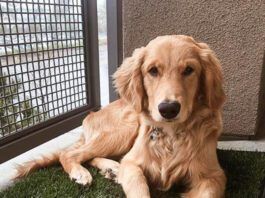 Indoor Dog Potty A dog lying on a mat of grass indoors.