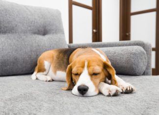 Beagle dog sleeping on soft gray couch. Comfortable furniture.