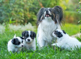 Little cute puppies papillon on green grass