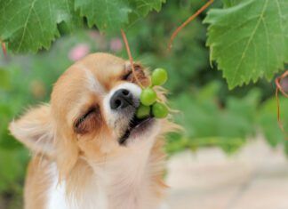 portrait of a cute purebred puppy chihuahua eating fruit