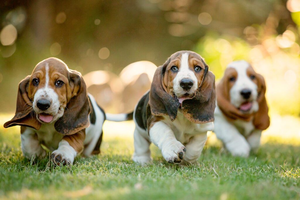 What Is a Purebred Dog? - Whole Dog Journal