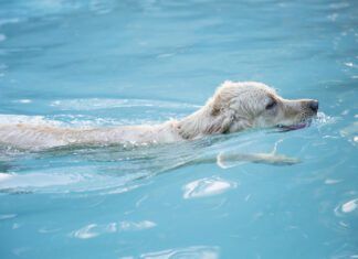 Water Intoxication in Dogs Water intoxication in dogs can be cause by too much or too little sodium.