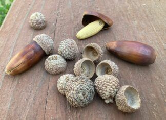 Acorns can be hazardous to dogs if eaten.