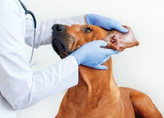 Ear mites in dogs are one of many potential causes of ear discomfort.
