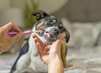 Oral care is the way to freshen a dogs breath and keep it fresh.