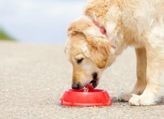 Dangerous Signs of Dehydration in Dogs Recognizing signs of dog dehydration is more important than how long a dog can go without water.