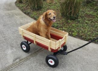 Glucosamine for dogs is a join supplement to prevent or alleviate osteoarthritis in dogs.