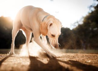 Why Do Dogs Eat Dirt? There is no single reason dogs eat dirt.