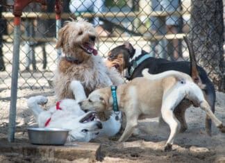 Hookworm in dogs is a nasty disease that spreads between untreated dogs.