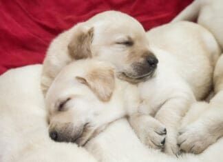 Why Does My Puppy Have Diarrhea? Puppies can experience stress, and this can lead to puppy diarrhea.