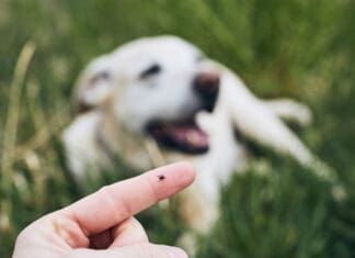 Rocky Mountain Spotted Fever in Dogs Rocky mountain spotted fever in dogs is a tick borne illness that can be fatal.