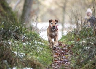 Ticks are active in mild winters, and if you skip on prevention your dog may get bitten.
