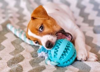 Teething is a trying time for both puppies and their owners. Puppy teething toys can help.
