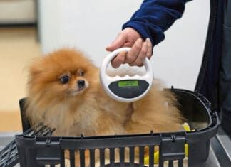 5 Reasons to Microchip Your Dog Microchipping a dog offers many advantages for locating the dog, and tracking health records.