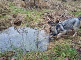 Leptospirosis in Dogs Leptospirosis is a bacterial infection in dogs that can be prevented with vaccination.