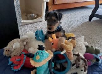 Puppies are cute, but first time dog owners may not be aware of all they need to know.