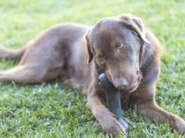 An adorable brown dog gnaws on a hard plastic toy.