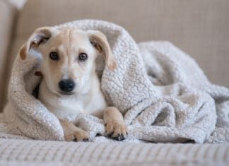 Hypothermia in Dogs Dogs can get hypothermia even in warm weather if they get wet during a swim or rainstorm.