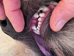 Boone is recovering nicely after surgery for his broken teeth.