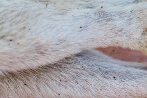 Dead fleas are an easily recognized dog skin condition.