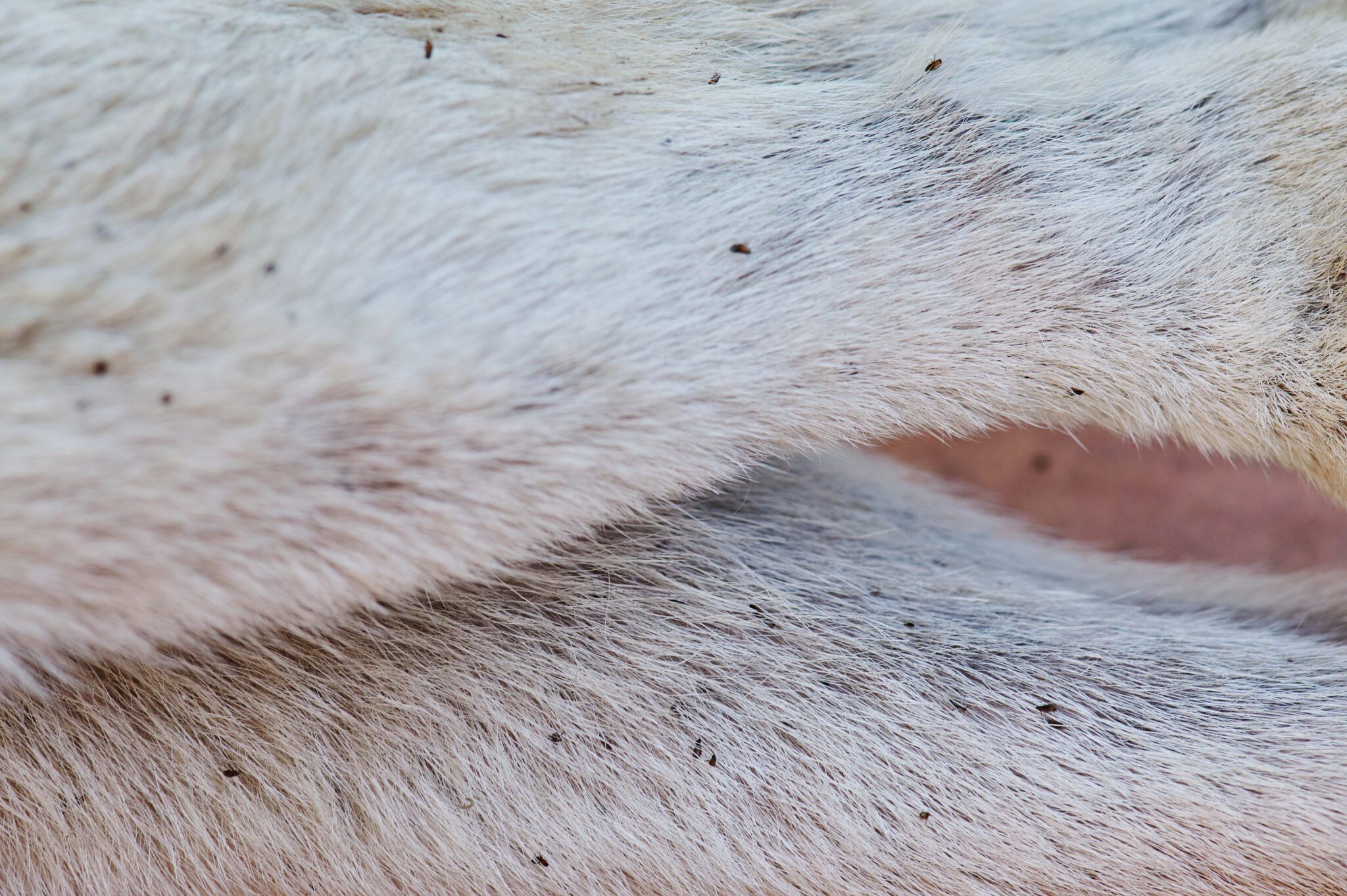 How to Handle Dog Skin Conditions - Whole Dog Journal