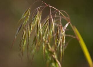 Cheatgrass and Dogs: How To Prevent, Identify, and Treat Dangerous Grass Awn Injuries Cheatgrass and dogs make for a painful mix.