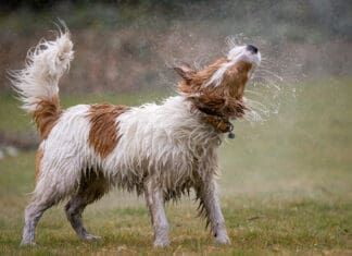 Dog ear infections can occur follow water in the ear.