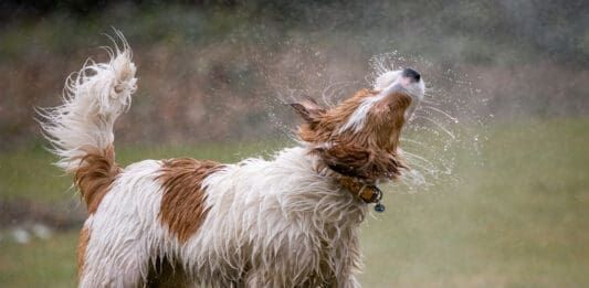 Dog ear infections can occur follow water in the ear.