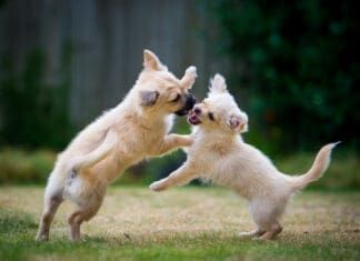 Elbow dysplasia in dogs is a developmental defect that can lead to lameness later in life.