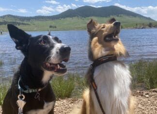 The 5 Best Dog Martingale Collars for Escape Artist Pups Martingale collars are designed to prevent dogs from slipping out of them.