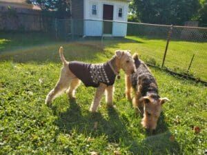 Mental stimulation for dogs is especially important for senior dogs.